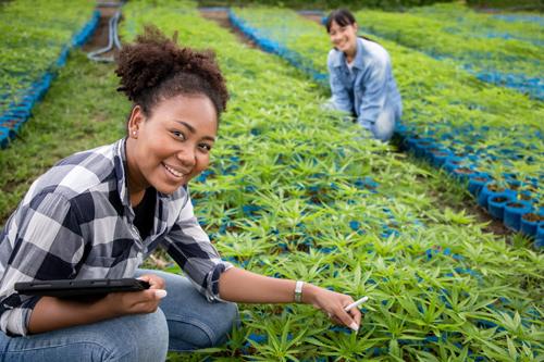 cannabis cultivation